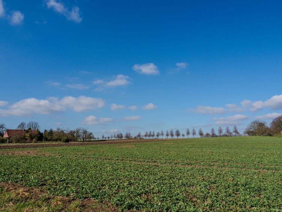 Expansive green field with a bright blue sky and scattered clouds